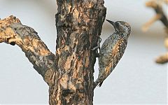 Checkered Woodpecker